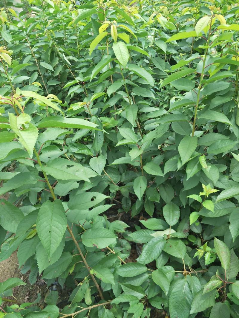 车厘子大樱桃红灯，美早，黑珍珠品种保证质量保证