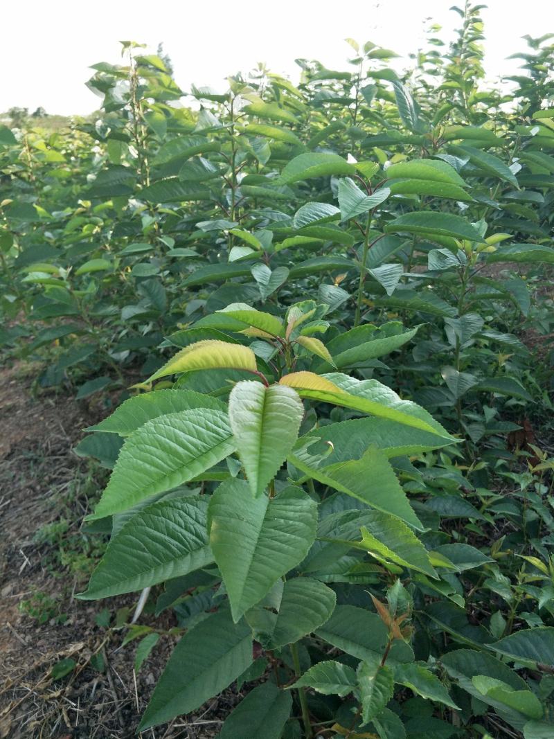 车厘子大樱桃红灯，美早，黑珍珠品种保证质量保证