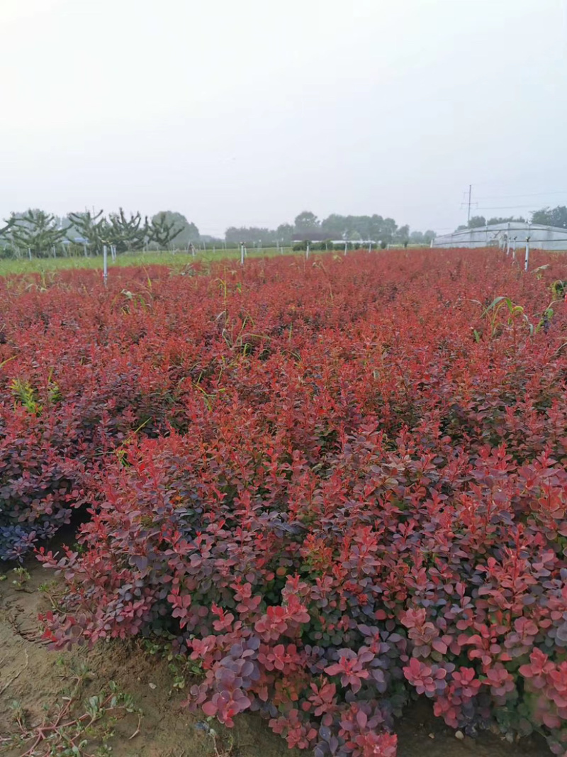 紫叶小檗30~50cm紫叶小檗红叶小檗红叶小波