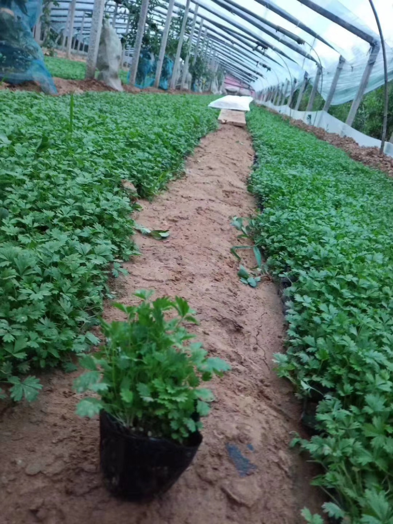 五叶委陵菜五叶委陵菜五叶委陵菜委陵菜委陵菜