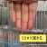 养殖网粗丝镀锌电焊网兔笼鸽笼鸟笼宠物笼圈玉米专用网