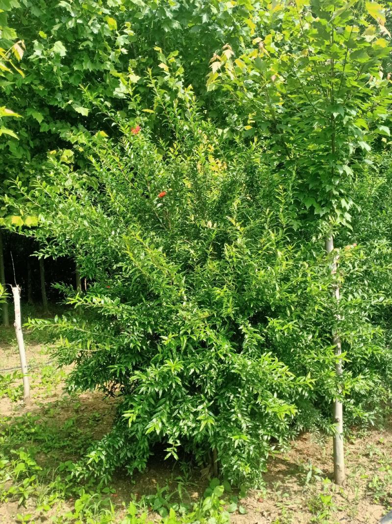 丛生花石榴2.5-3米绿化苗木