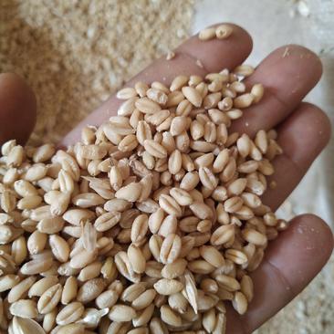 小麦一等小麦大量出售云南需要的老板请联系