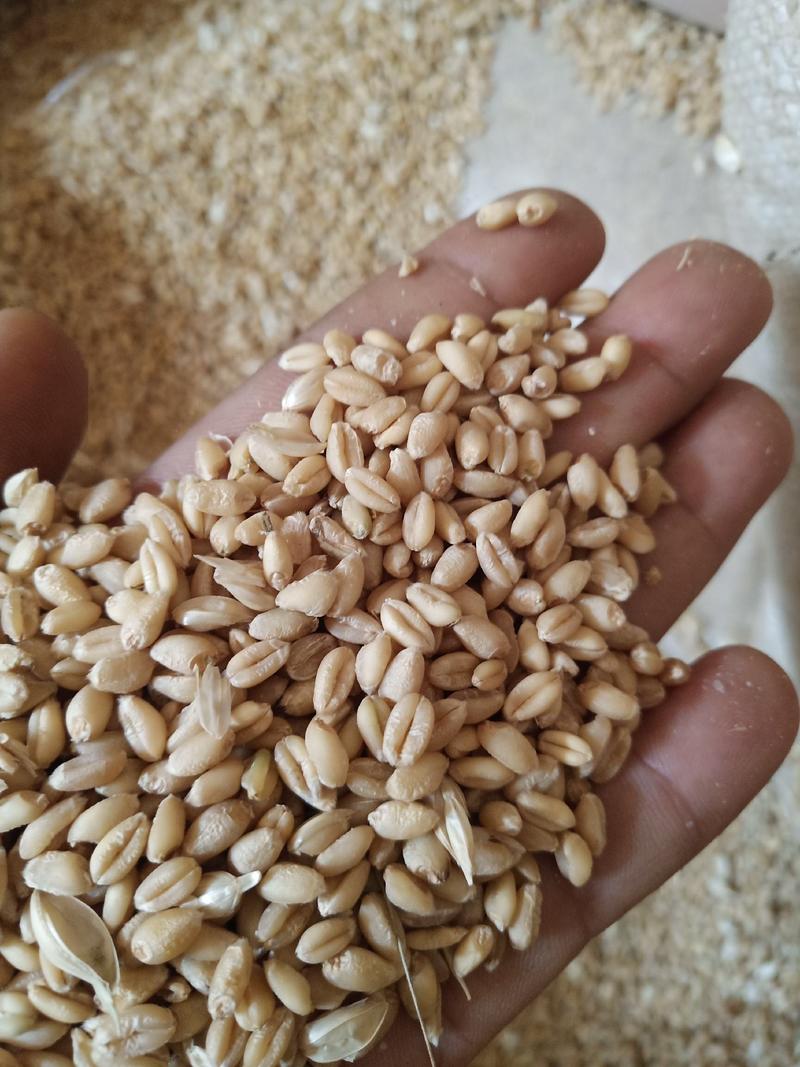 小麦一等小麦大量出售云南需要的老板请联系
