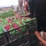 葡萄平顶山鲁山巨峰葡萄抱紧串口感好大量现货