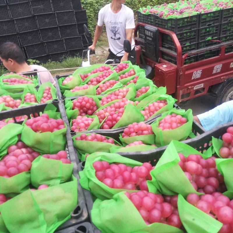 葡萄平顶山鲁山巨峰葡萄抱紧串口感好大量现货