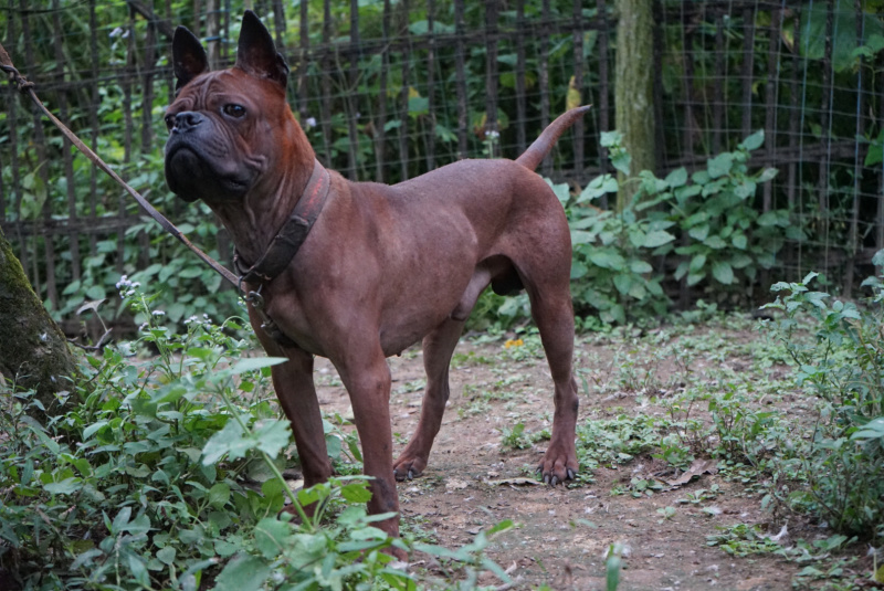 重庆地区长期繁殖川东杜高马犬黑狼比特下司繁殖基地