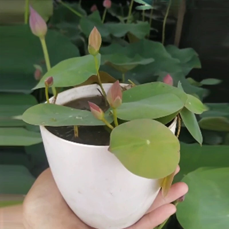 各种水生植物荷花等价格优惠技术指导期待合作