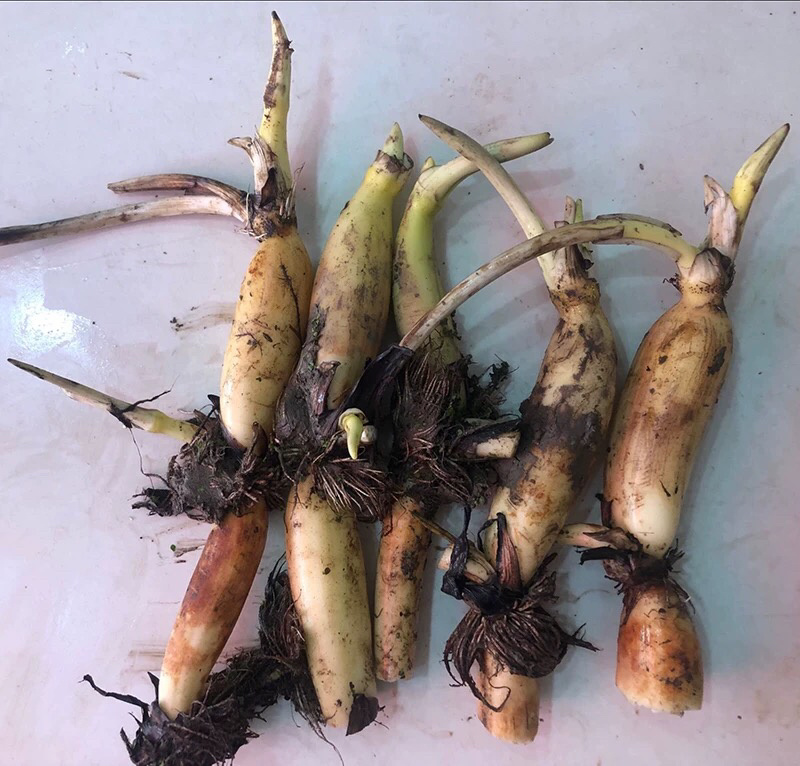 各种水生植物荷花等价格优惠技术指导期待合作
