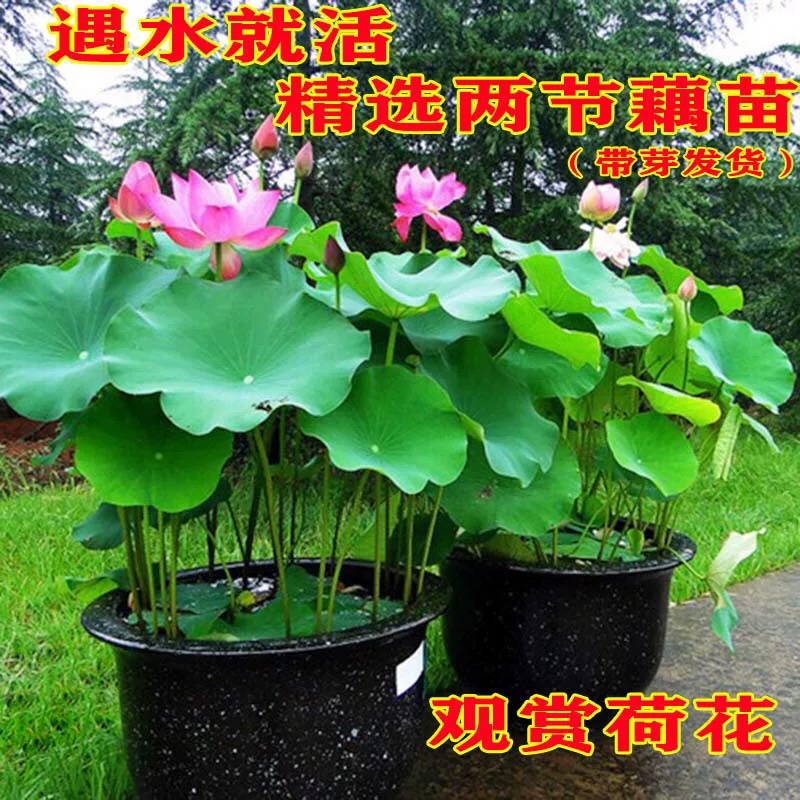 各种水生植物荷花等价格优惠技术指导期待合作