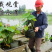 各种水生植物荷花等价格优惠技术指导期待合作
