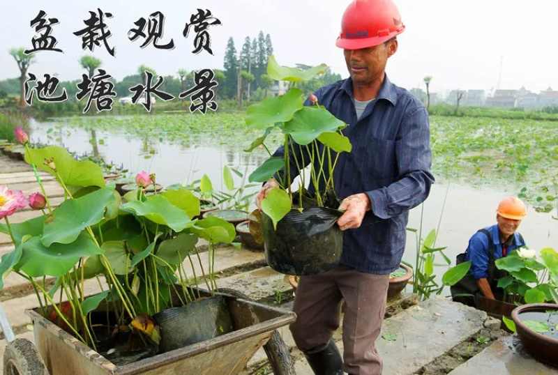 各种水生植物荷花等价格优惠技术指导期待合作