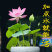各种水生植物荷花等价格优惠技术指导期待合作