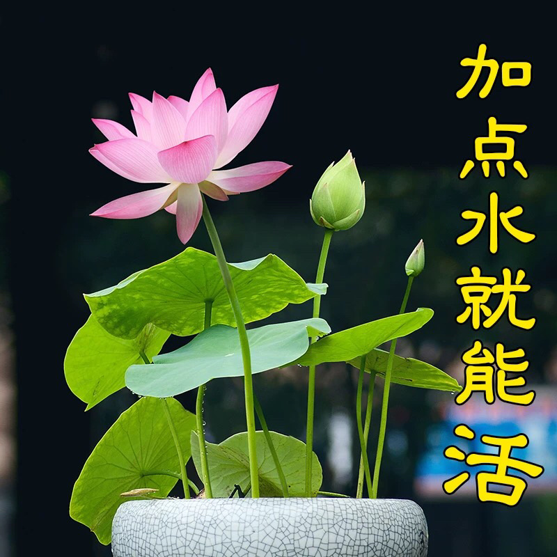 各种水生植物荷花等价格优惠技术指导期待合作