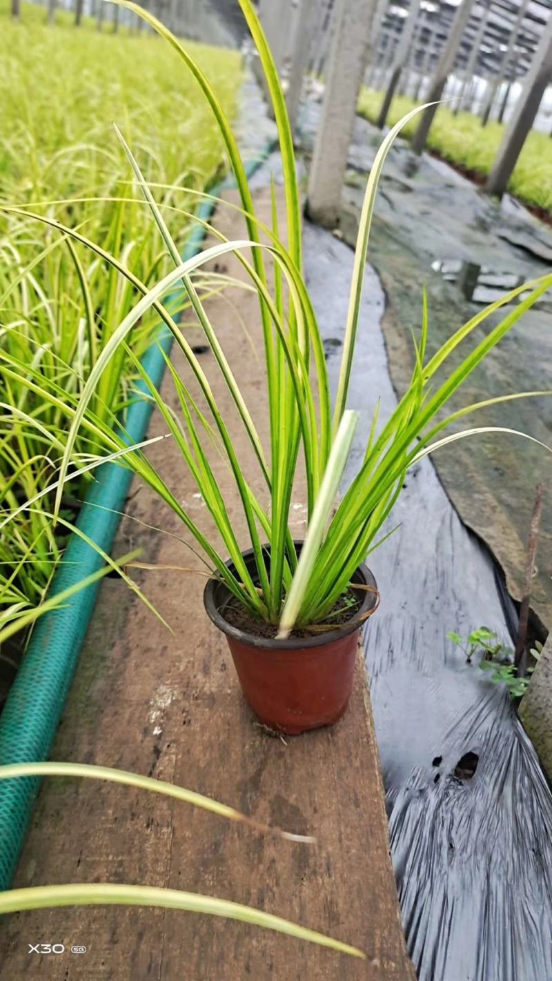 金叶石菖蒲！绿化苗木！种植基地！绿化工程专用苗