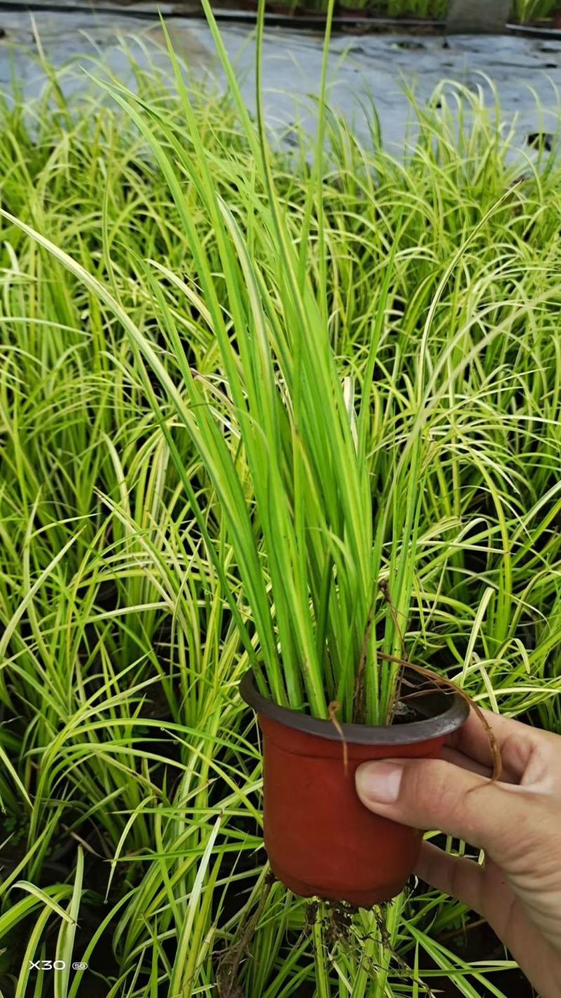 金叶石菖蒲！绿化苗木！种植基地！绿化工程专用苗