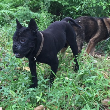 正宗大体川东猎犬出售杜高下司黑狼马犬。德国比特