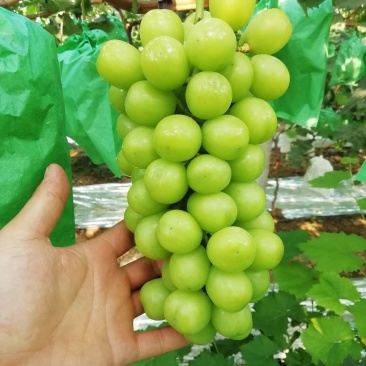 阳光玫瑰葡萄批发，阳光玫瑰葡萄价格，阳光玫瑰葡萄产地