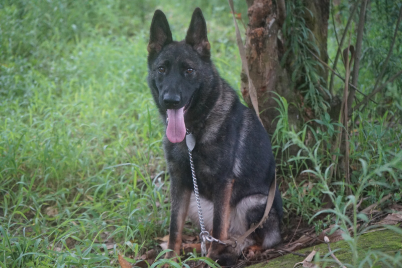 正宗大体川东猎犬出售杜高下司黑狼马犬。德国比特