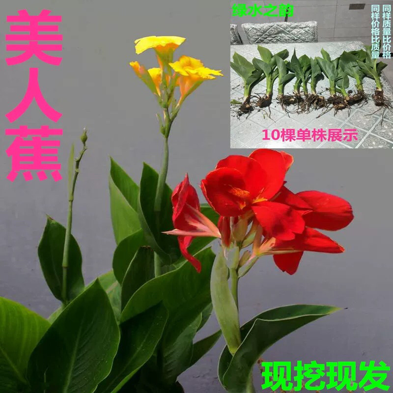 各种水生植物美人蕉水生美人价格优惠产地直发老板大气