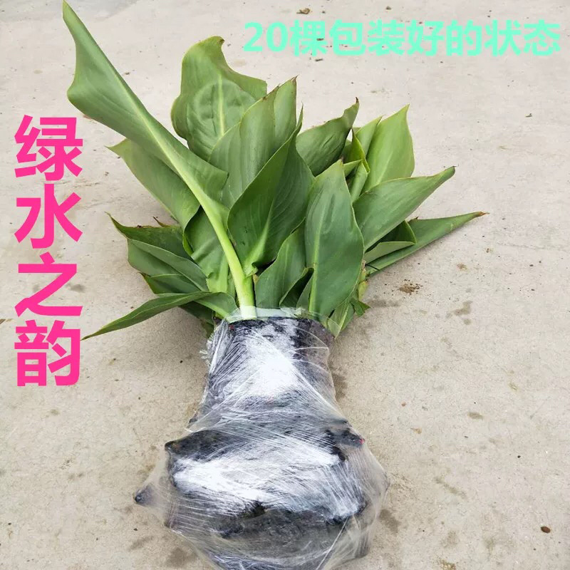 各种水生植物美人蕉水生美人价格优惠产地直发老板大气