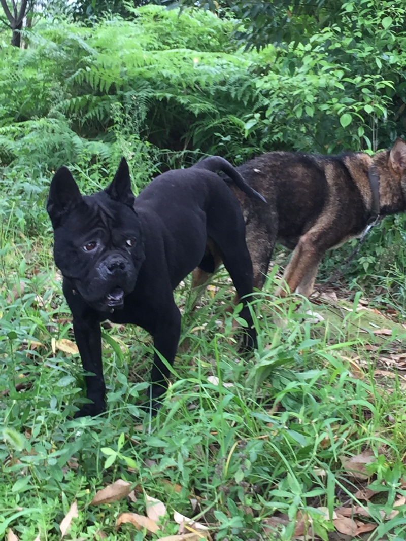 正宗大体川东猎犬出售杜高下司黑狼马犬。德国比特