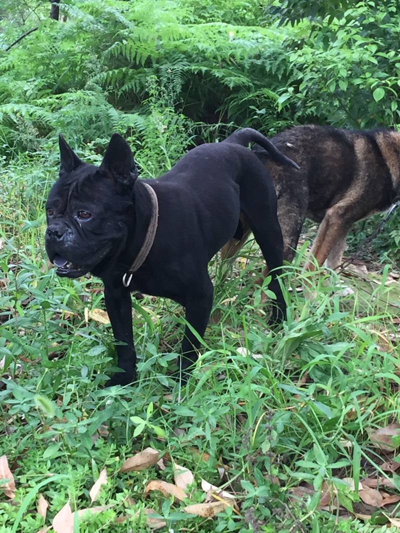 正宗大体川东猎犬出售杜高下司黑狼马犬。德国比特