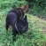 重庆地区长期繁殖正宗大体川东猎犬杜高比特犬黑狼下司