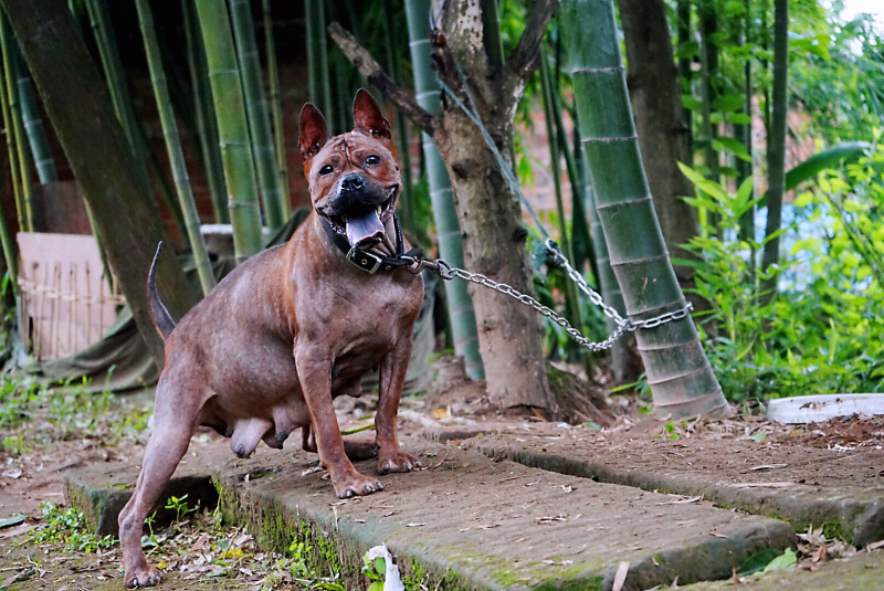 重庆地区长期繁殖正宗大体川东猎犬杜高比特犬黑狼下司