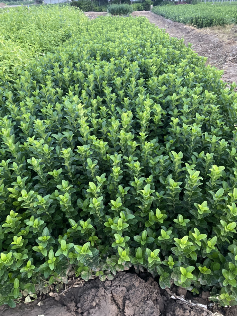 胶东卫矛胶东卫矛胶东卫矛卫矛冬红卫矛卫矛