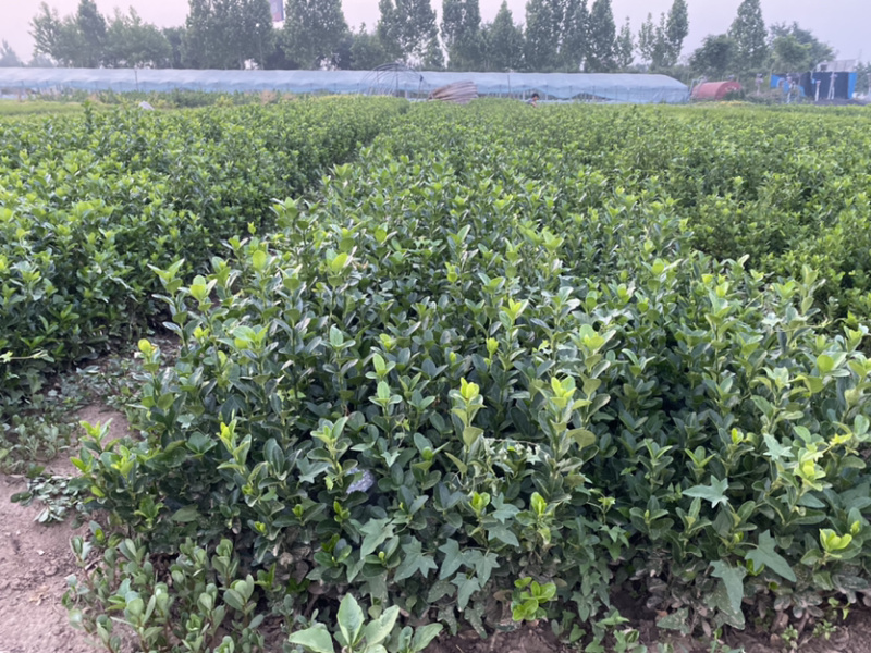 胶东卫矛胶东卫矛胶东卫矛卫矛冬红卫矛卫矛