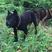 长期繁殖大中小川东猎犬杜高比特马犬黑狼支持一亩田