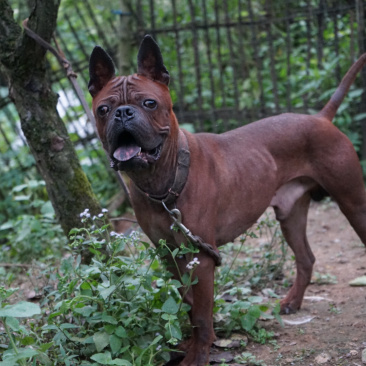 长期繁殖大中小川东猎犬杜高比特马犬黑狼支持一亩田