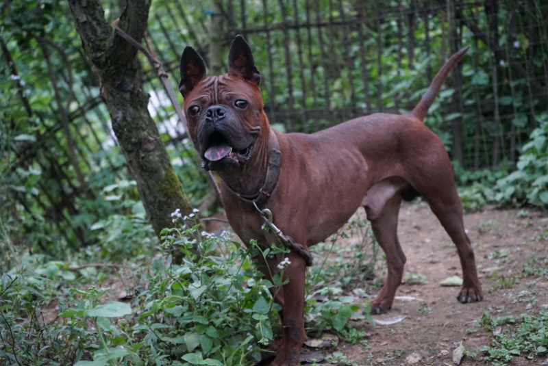 长期繁殖大中小川东猎犬杜高比特马犬黑狼支持一亩田