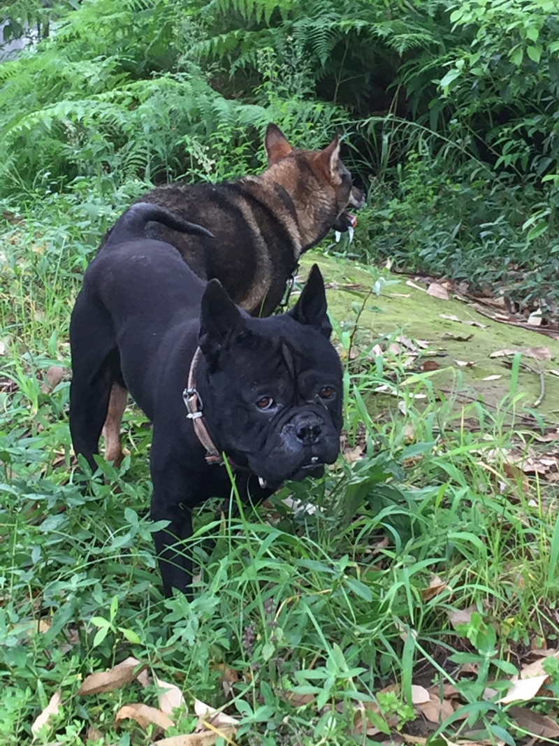 长期繁殖大中小川东猎犬杜高比特马犬黑狼支持一亩田