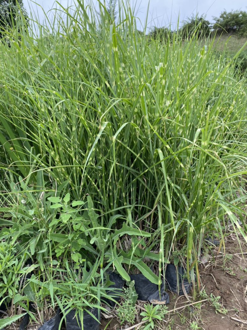班叶芒班叶芒班叶芒班叶芒斑叶芒斑叶芒斑叶芒