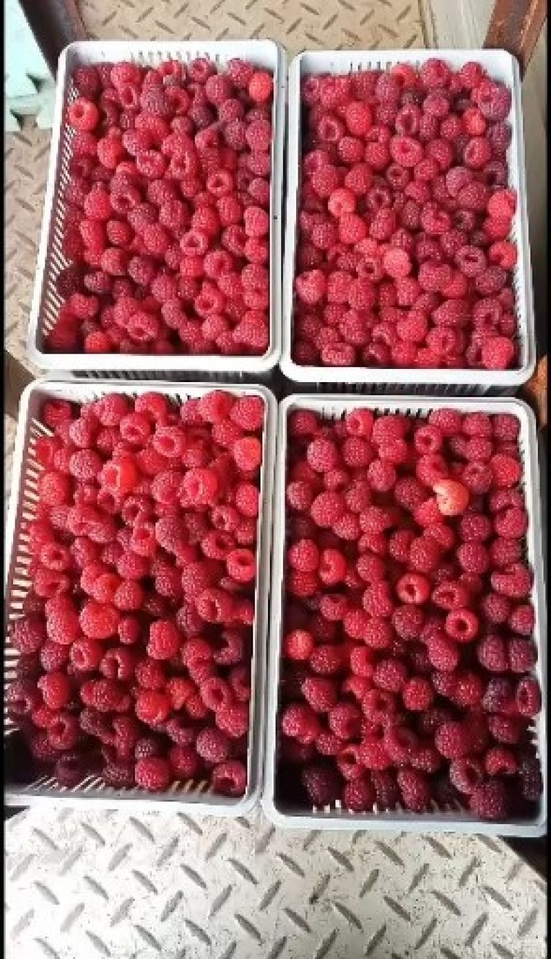 四季红树莓苗，红树莓苗，秋萍树莓苗