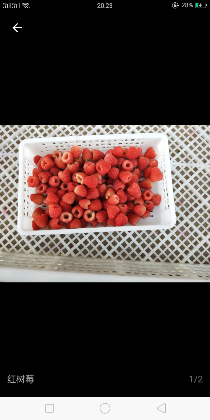 四季红树莓苗，红树莓苗，秋萍树莓苗