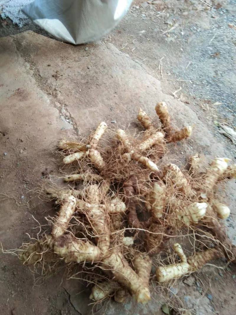 玉竹湿大量新鲜玉竹供应、基地直供