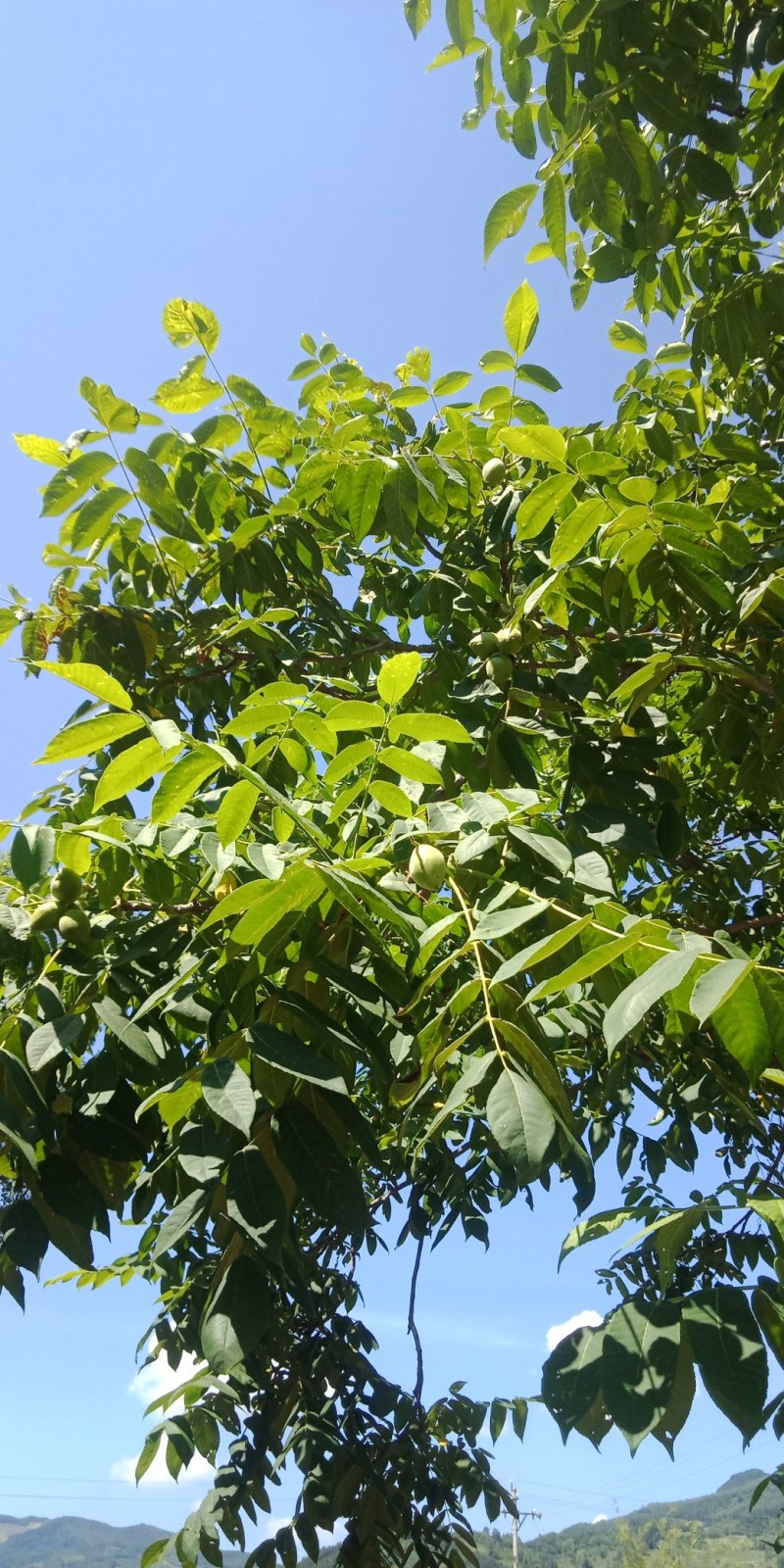纯野生山核桃，东北山核桃，山核桃