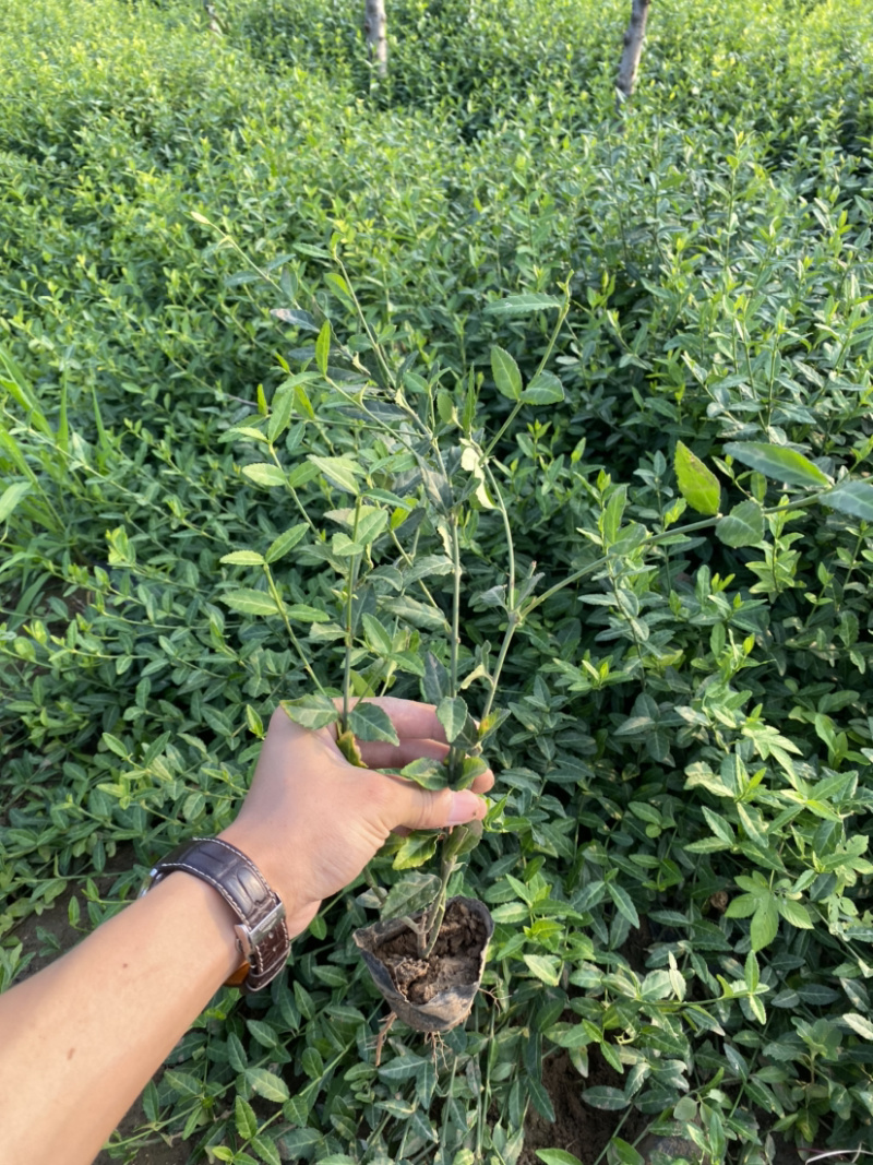小叶扶芳藤爬行卫矛小叶扶芳藤爬行卫矛爬行卫矛