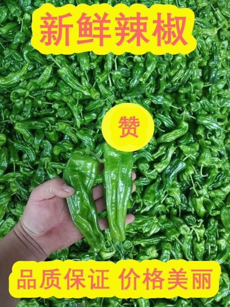 山东辣椒鲜辣椒新苗芜湖椒，皮薄，颜色正，一手货源电商