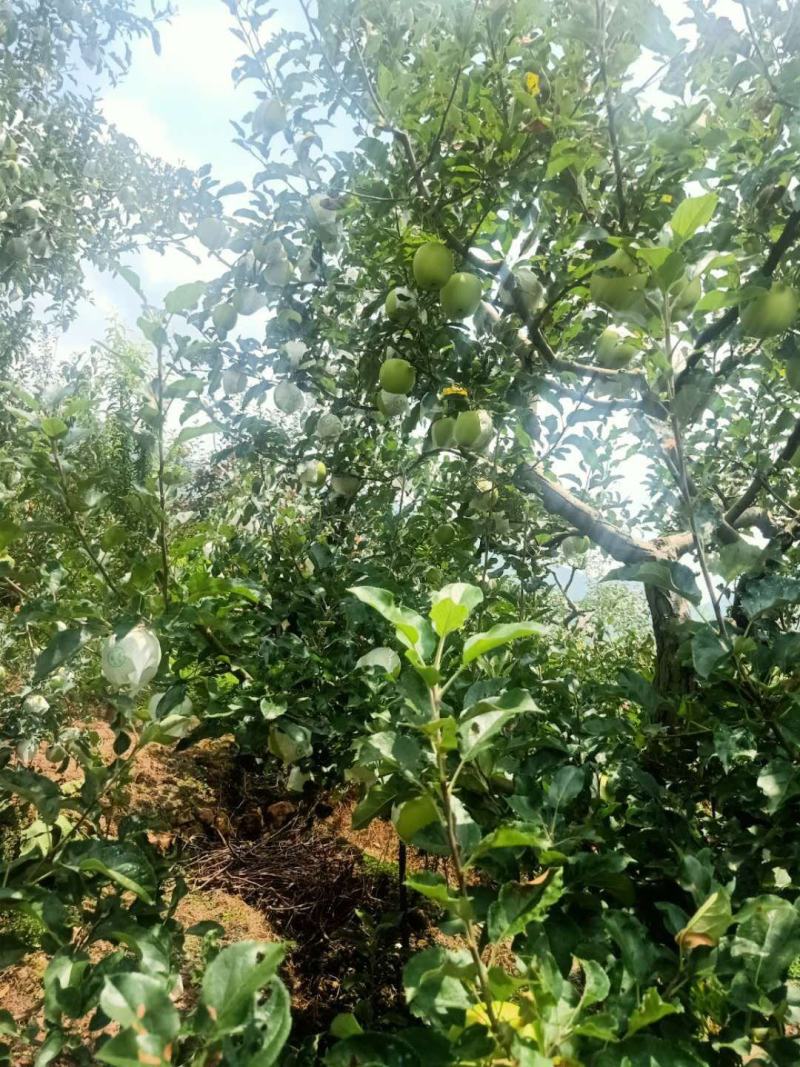 四川雅安青苹果，个大脆甜，货源充足，产地直销，价格美丽