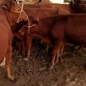 成品肉牛,品种齐全,肉牛,犊子。牛仔怀孕母牛大公牛大母牛