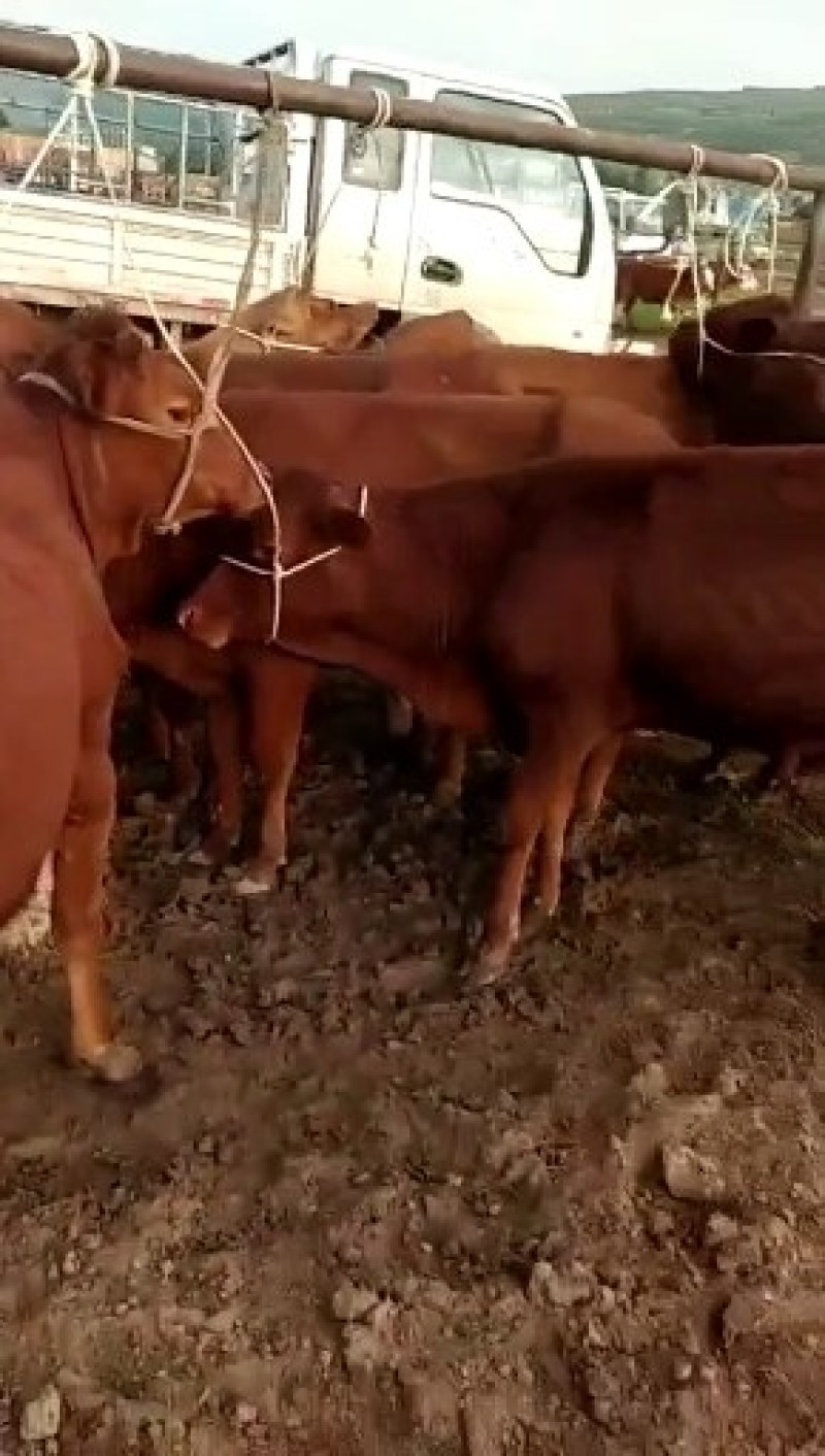 成品肉牛，品种齐全，肉牛，犊子。牛仔怀孕母牛大公牛大母牛