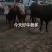 成品肉牛,品种齐全,肉牛,犊子。牛仔怀孕母牛大公牛大母牛