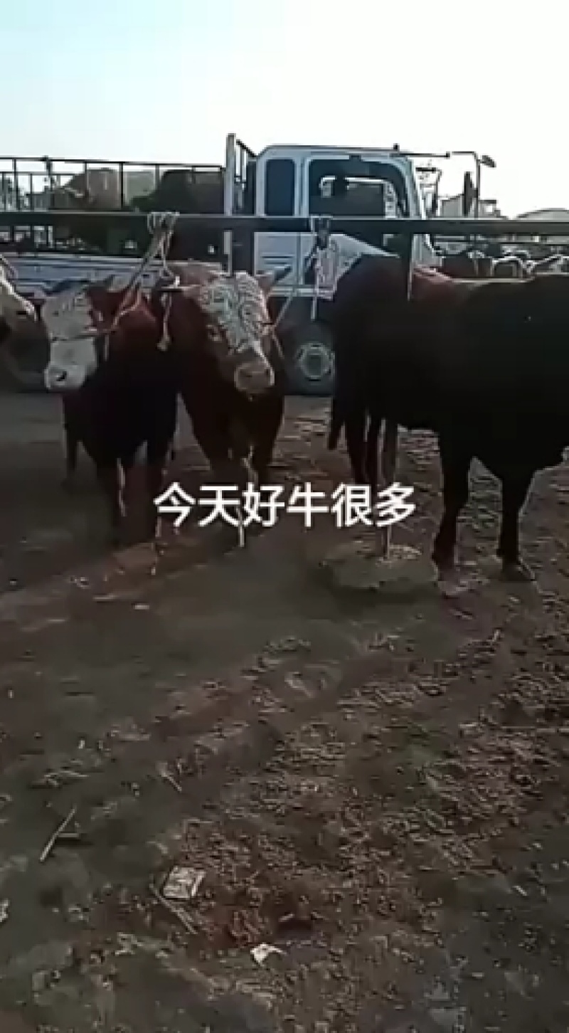 成品肉牛，品种齐全，肉牛，犊子。牛仔怀孕母牛大公牛大母牛