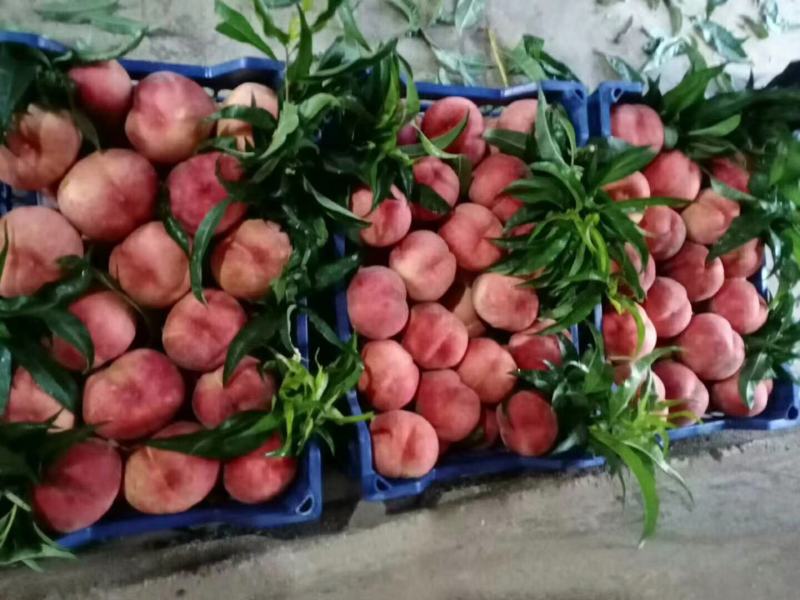 山东秋彤毛桃种植基地产地批发全国各地都发货可视频看货