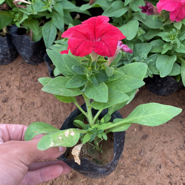 牵牛花牵牛花牵牛花牵牛花矮牵牛矮牵牛矮牵牛