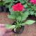 牵牛花牵牛花牵牛花牵牛花矮牵牛矮牵牛矮牵牛
